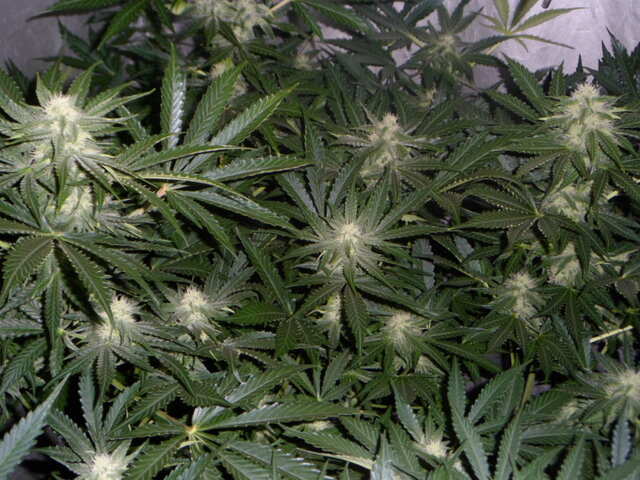 day 41 six shooter дефки цветут