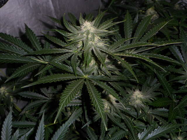 six shooter day 42