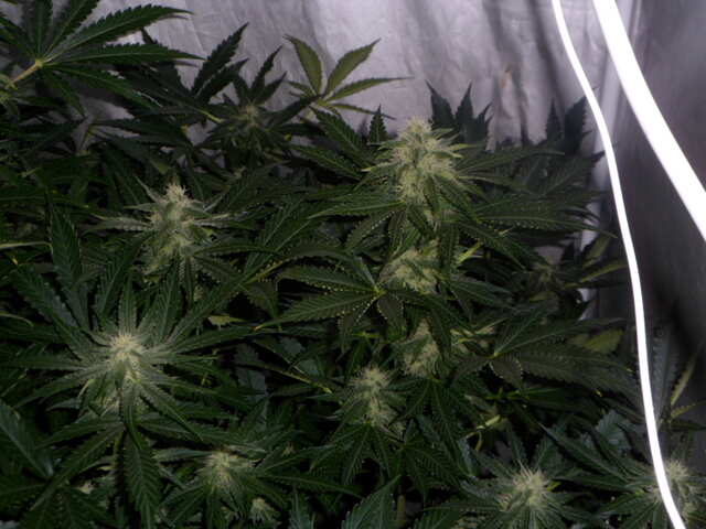 six shooter day 42