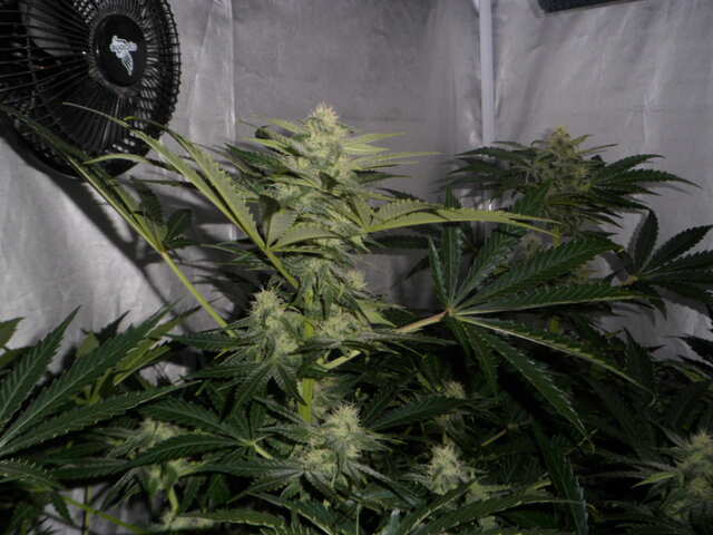 день 44 SIX SHOOTER