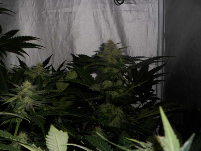 SIX SHOOTER DAY 43