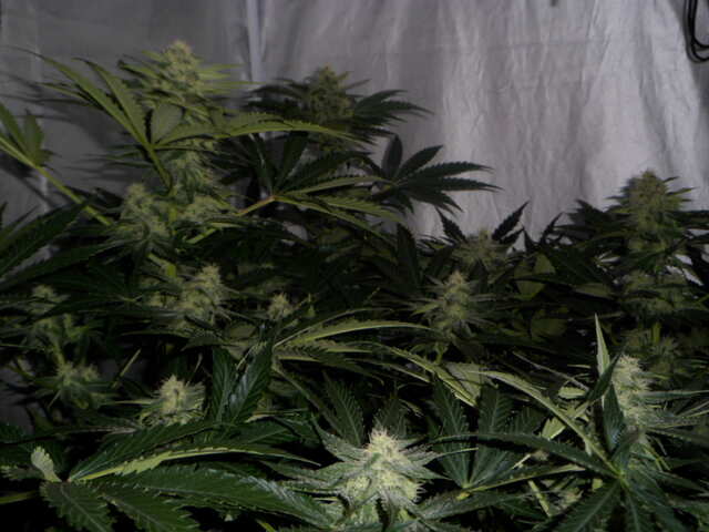 день 45 SIX SHOOTER