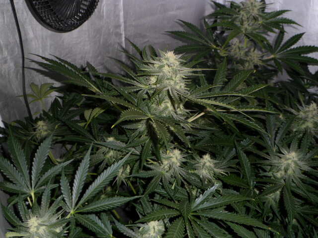 день 46 SIX SHOOTER