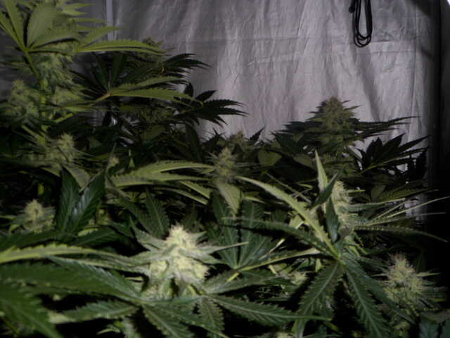 six shooter day 46