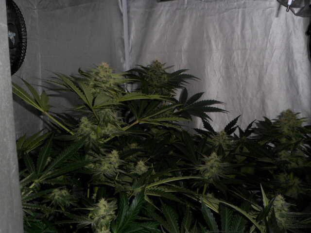 день 47 SIX SHOOTER