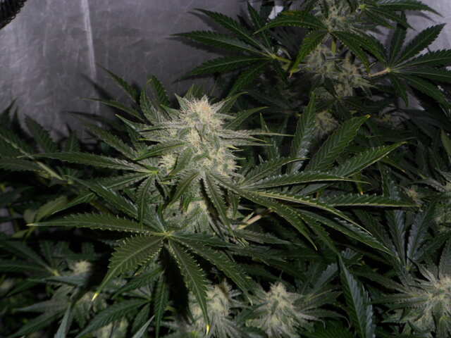 six shooter day 48
