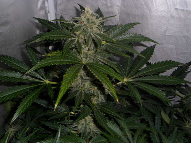 six shooter day 48