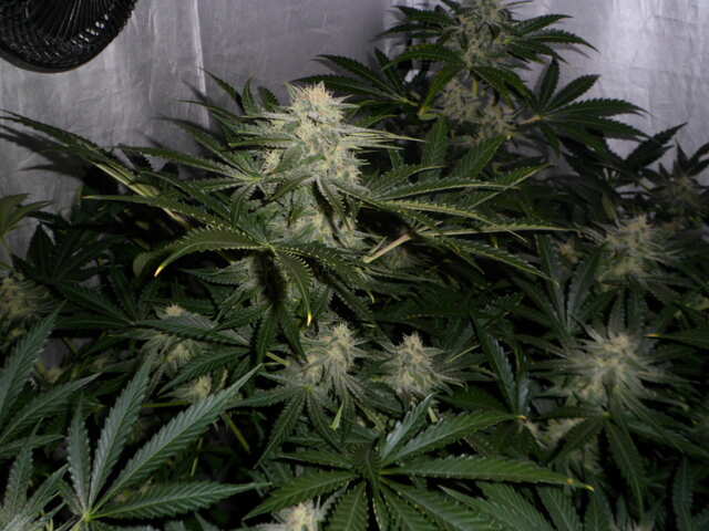 DAY 50 SIX SHOOTER ОСЕНЬ.