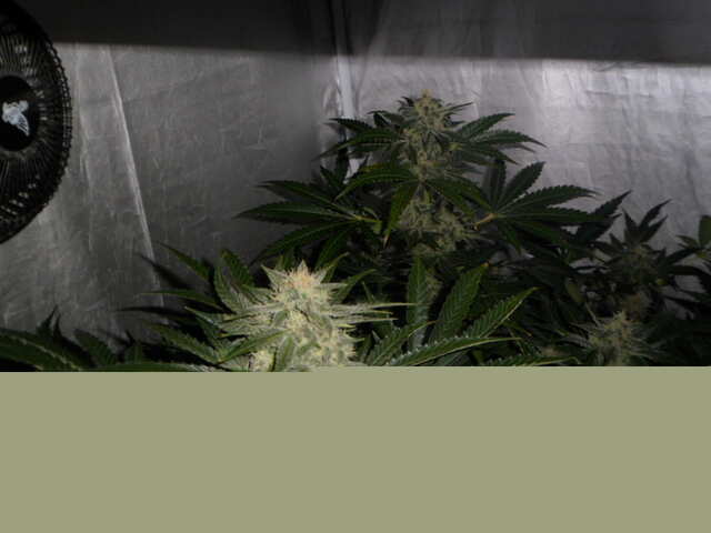 DAY 50 SIX SHOOTER ОСЕНЬ.