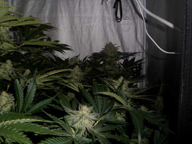 SIX SHOOTER DAY 50
