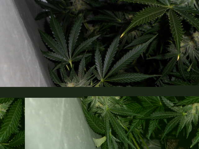 DAY 51 SIX SHOOTER