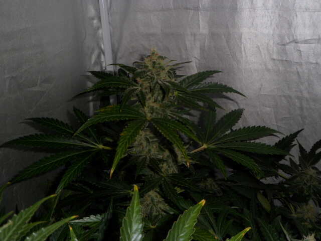 DAY 51 SIX SHOOTER