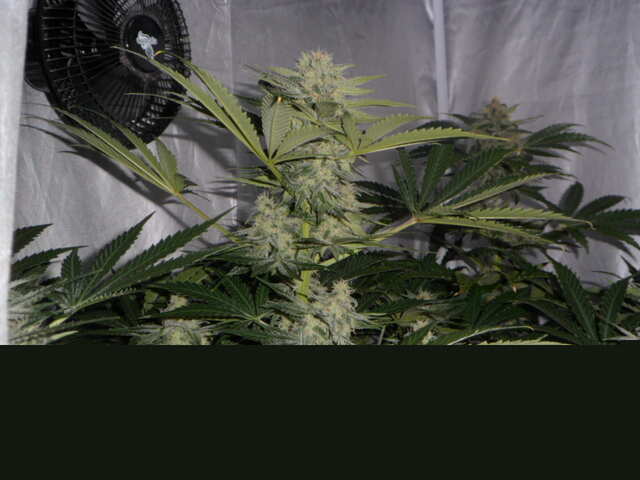 DAY 51 SIX SHOOTER