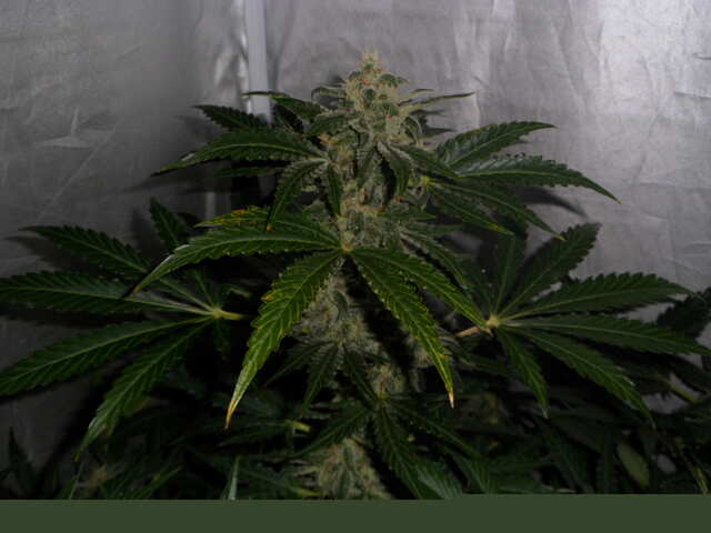 DAY 51 SIX SHOOTER