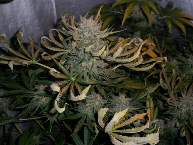 day 58 six shooter