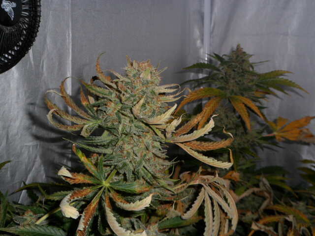 DAY 62 SIX SHOOTER