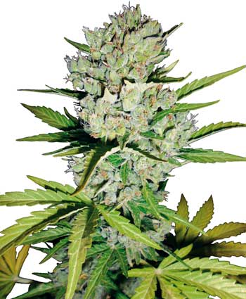 super-skunk-autoflowering-photo_enl.jpg