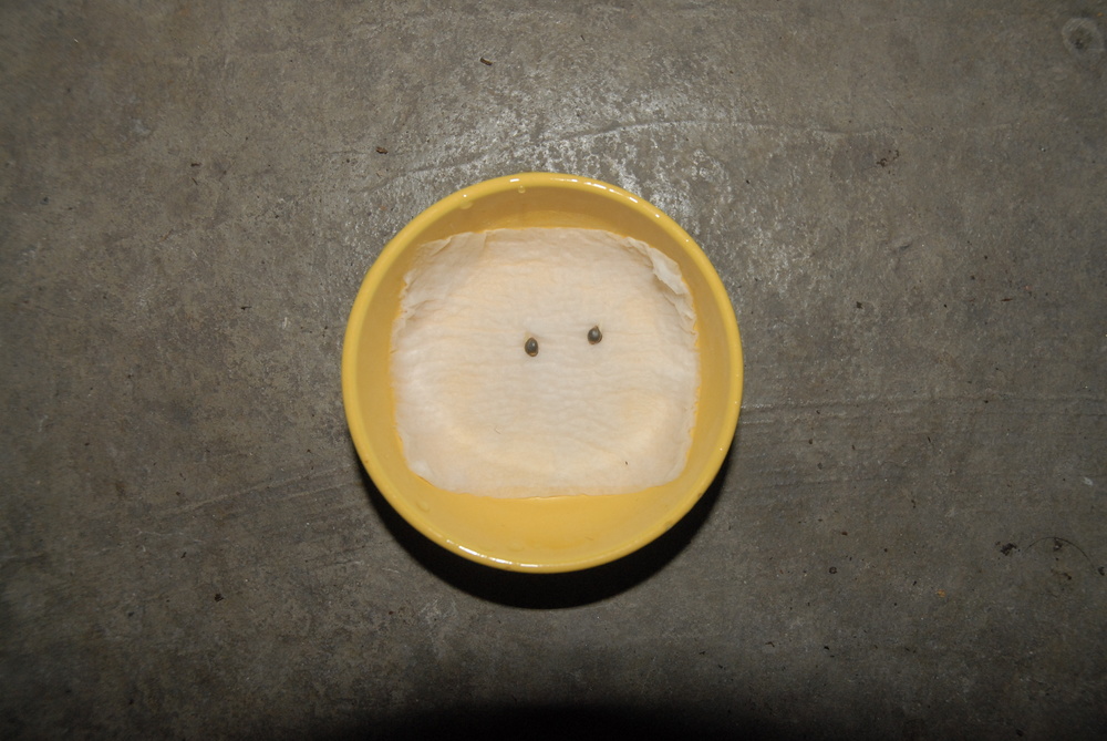 DSC_0851.thumb.JPG.547567a1a19f682da35876b5fce02418.JPG