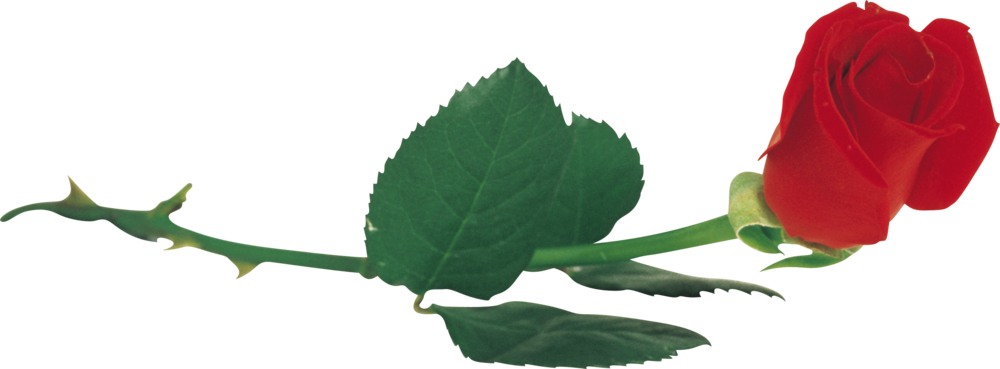 kras_roza149.thumb.png.58fa3d42cd46f12276ed993ba150cf7d.png