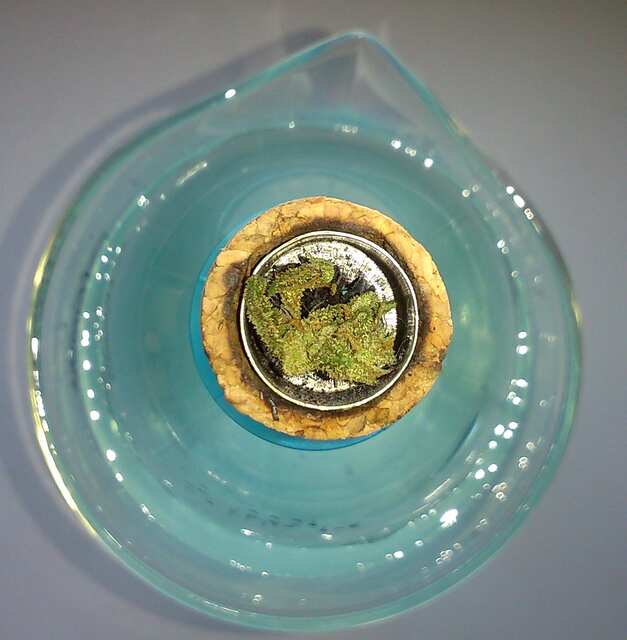 Сritical Sativaч.JPG