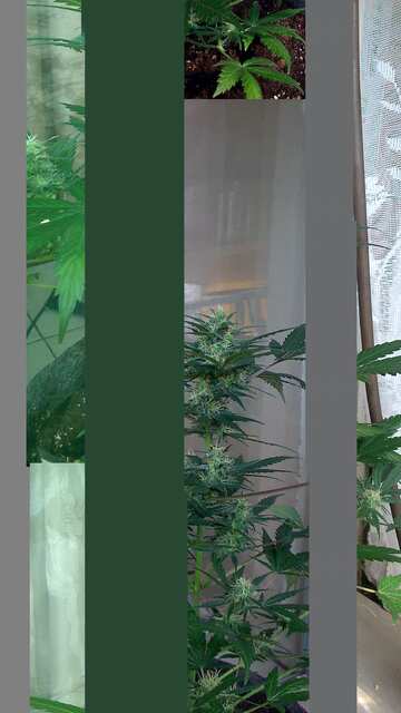 Auto White Dwarf.JPG