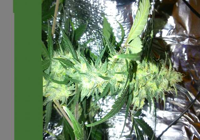 Auto White Dwarf.JPG