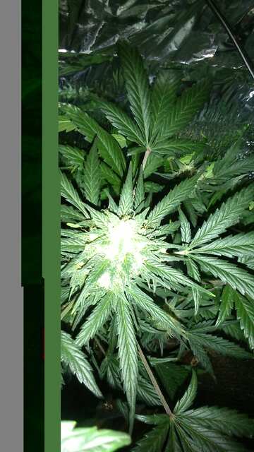 Auto White Dwarf.JPG