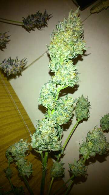 White Dwarf in Harvest.JPG