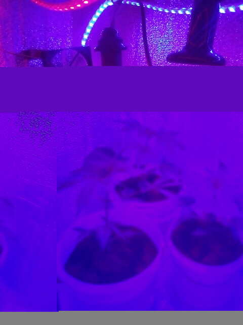 IMG_20170417_000959.jpg