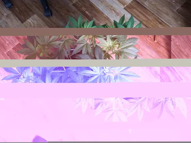 Main Lining Skunk+Haze+WW