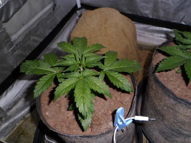 день 17 две гориллы клей