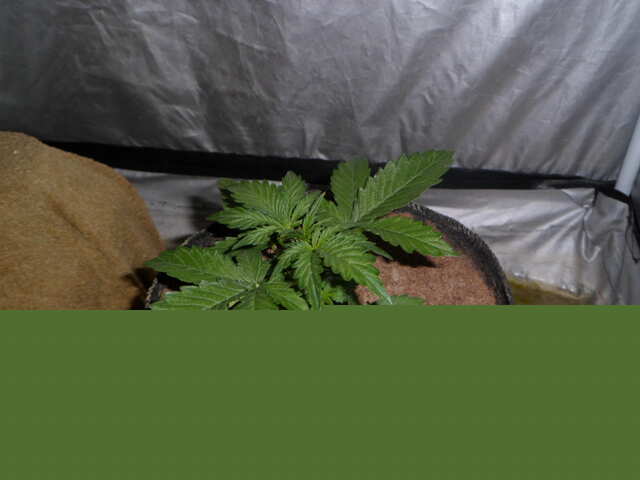 день 17 две гориллы клей