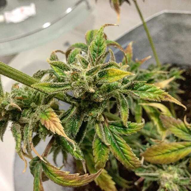 G14