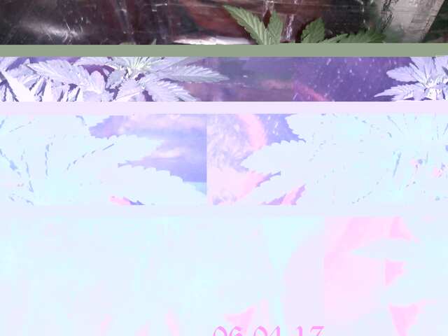White Widow Auto GHS 20 дней от каски