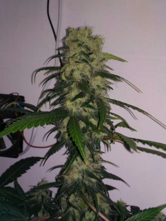 591b3050dd620_BlackDomina2008SensiSEEDS.jpg.6af5e1060bf6cda69ac1c03f672ddc07.jpg