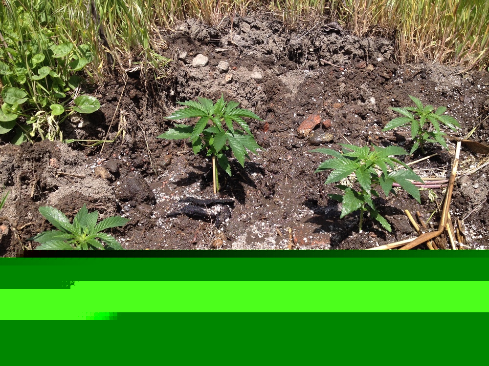 IMG_1303.JPG
