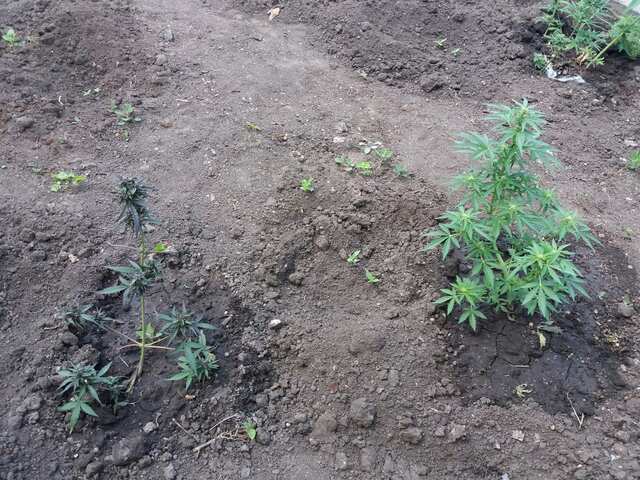 Black Spider Fem & Auto Vertigo 19/05/2017