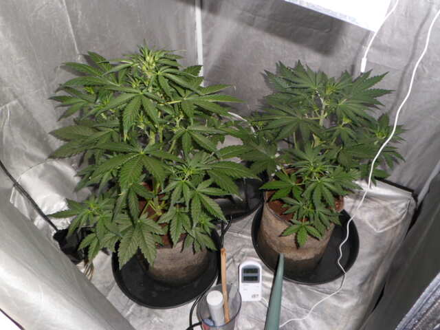 две гориллы клей день 26+еда.