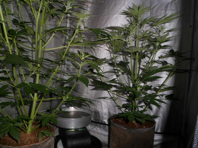 день 29 gorilla glue