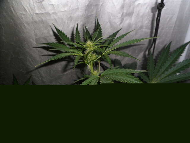 DAY 36 GORILLA GLUE