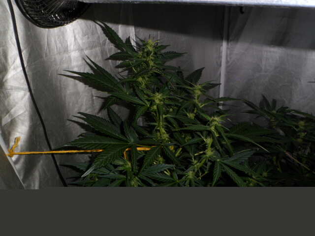 день 37 две гориллы клей 110 см