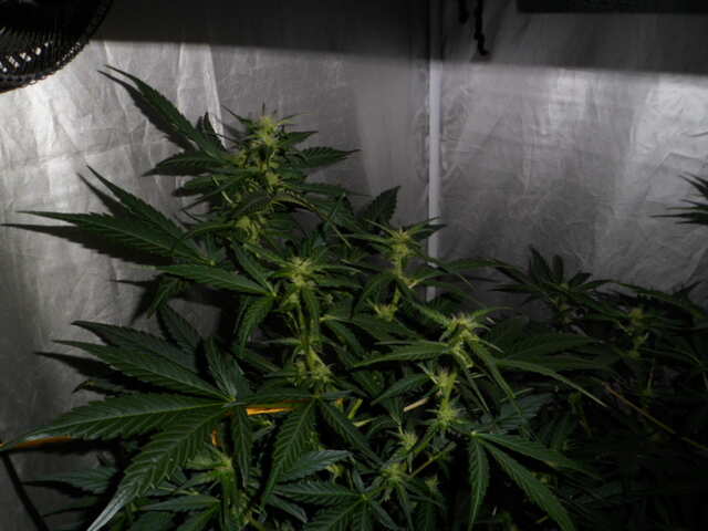 день 37 две гориллы клей 110 см