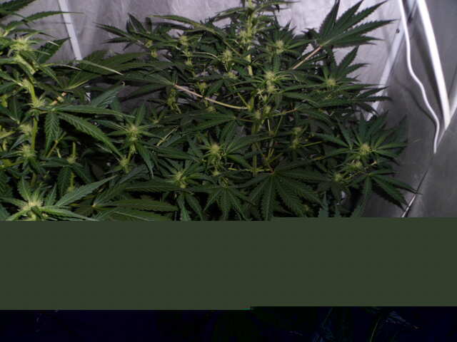 день 37 две гориллы клей