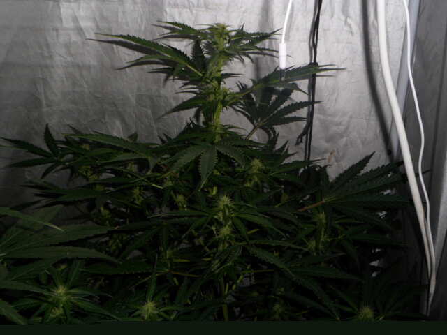 DAY 39 GORILLA GLUE FAST BUDS