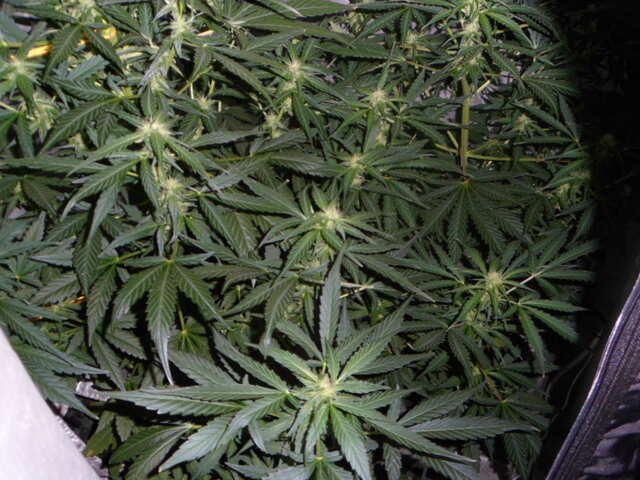 DAY 39 GORILLA GLUE FAST BUDS