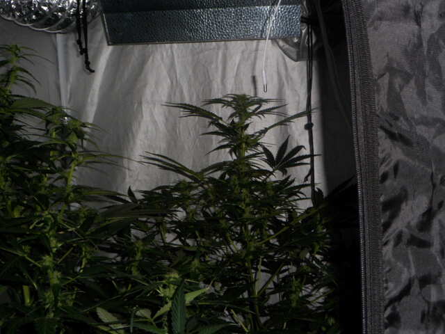 DAY 39 GORILLA GLUE FAST BUDS