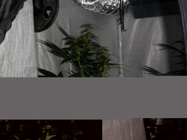 DAY 39 GORILLA GLUE FAST BUDS