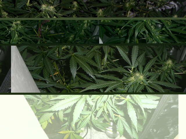 DAY 45 GORILLA GLUE