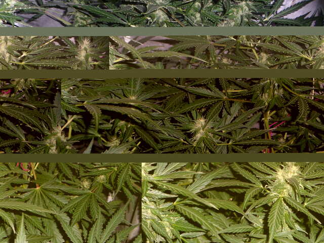 DAY 48 GORILLA GLUE 