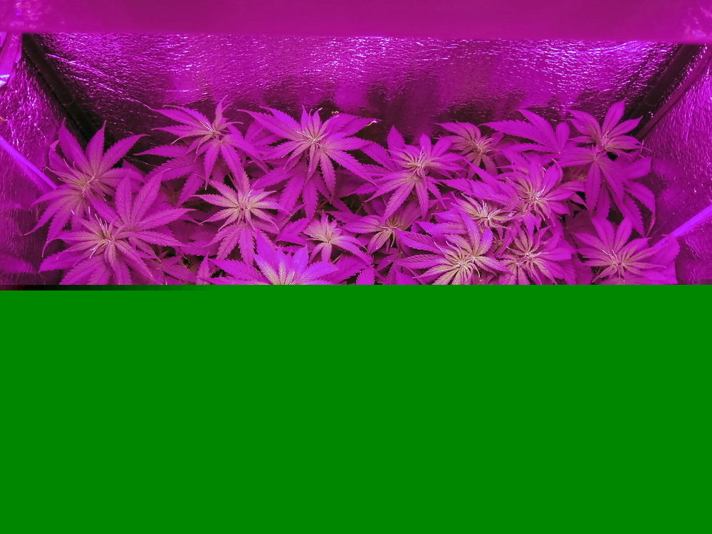 11.thumb.jpg.172b3a544443112fc3f9ed3fdf695775.jpg